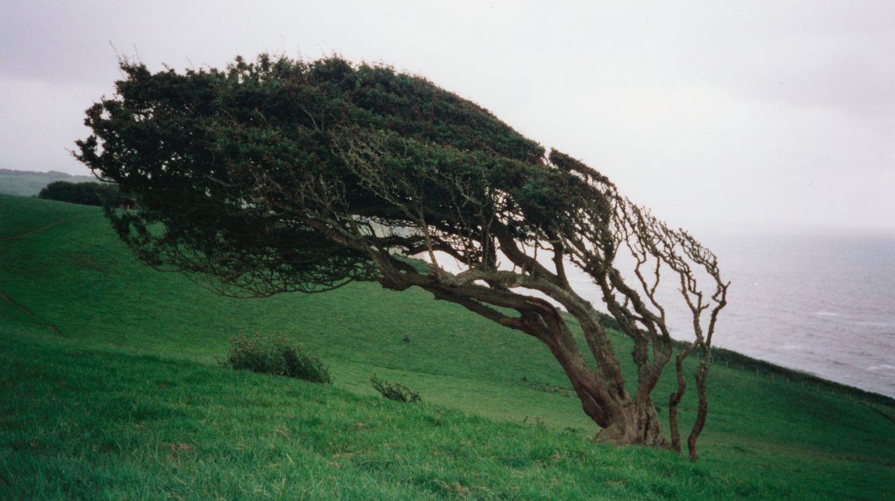 Windswept tree 2000